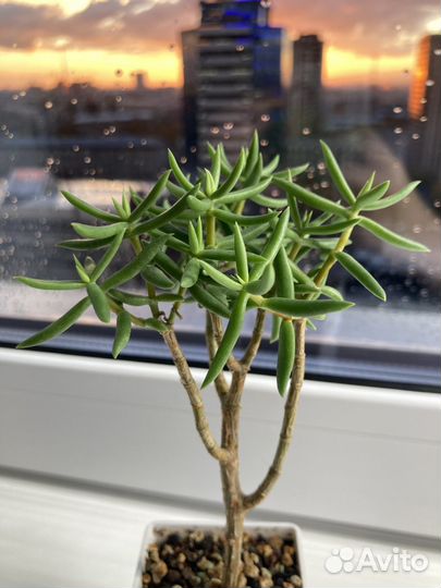 Суккуленты