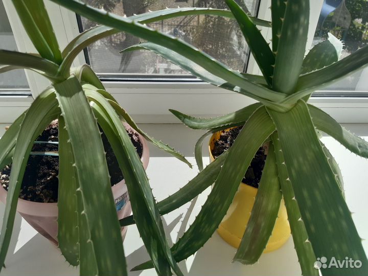 Цветок алоэ