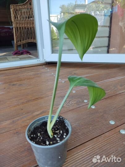 Эухарис амазонская лилия