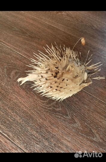 Морской ёж