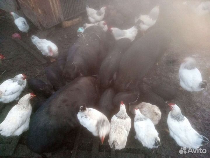 Вьетнамск вислобрюхий поросенок