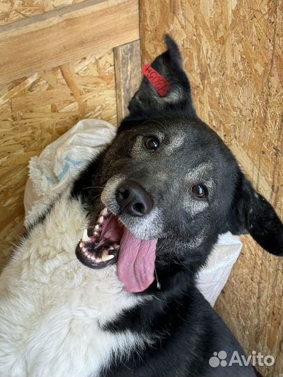 Восточноевропейская овчарка