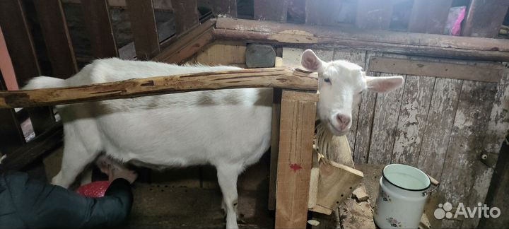 Коза дойная молочная