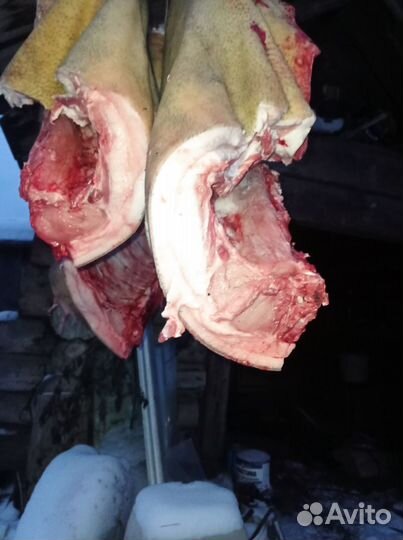 Мясо свинина домашняя