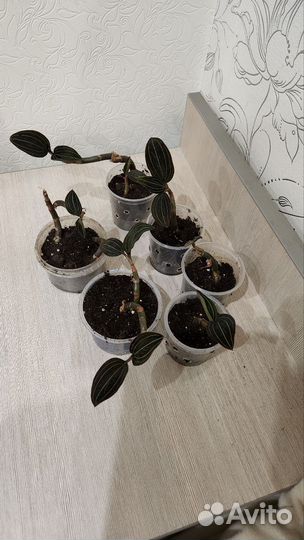 Орхидея лудизия