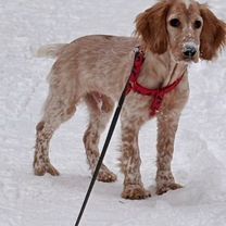 Русский охотничий спаниель, щенок