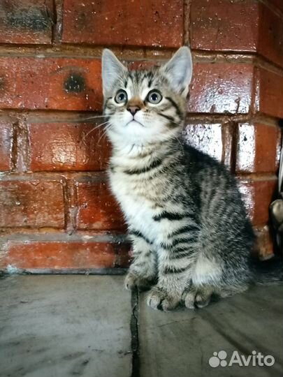 Котенок в добрые руки