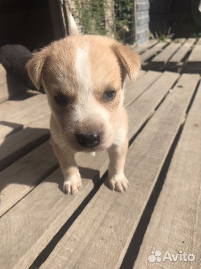 Отдам в добрые руки