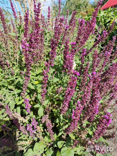 Многолетние растения для сада