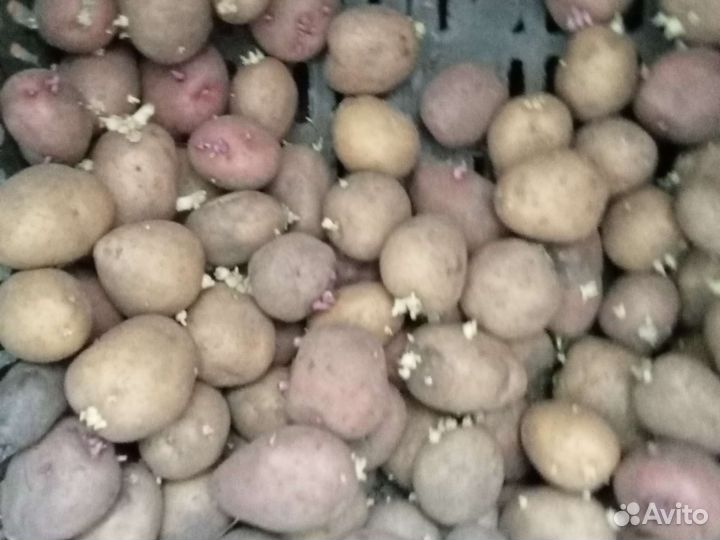 Семенной картофель пророшенный