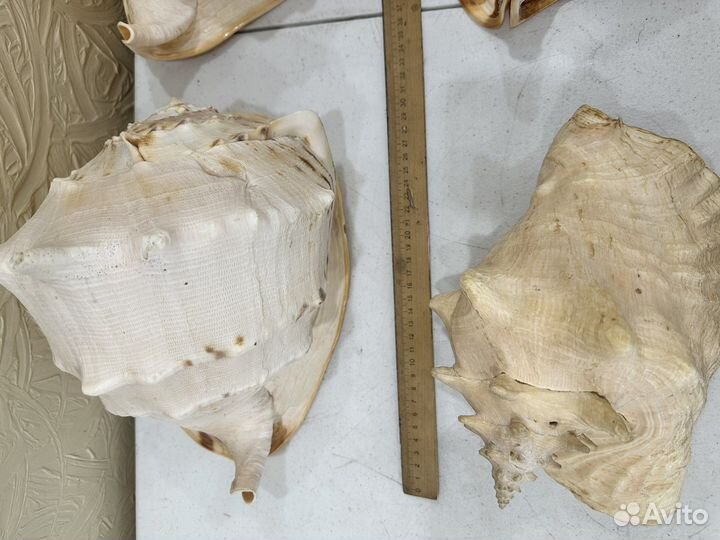 Коллекция морских раковин, ракушки, разные