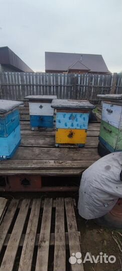 Пчелосемьи