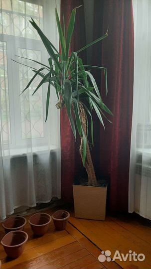 Пальма юкка