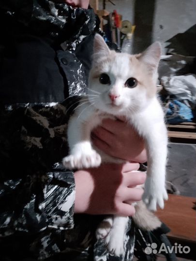 Котенок в добрые руки