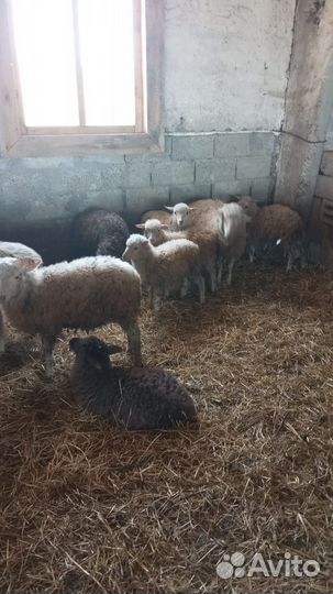 Продам овец