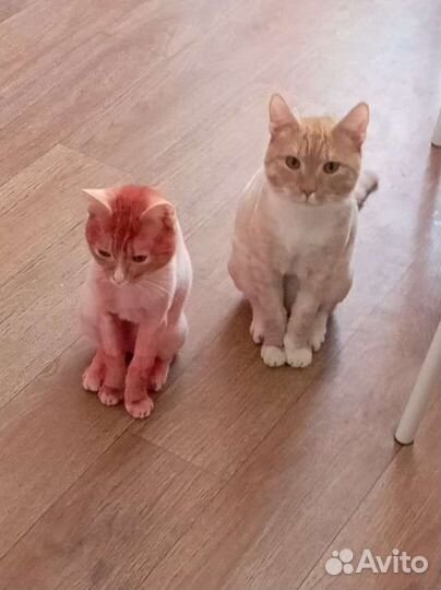 Стрижка собак и кошек с выездом, груминг с выездом