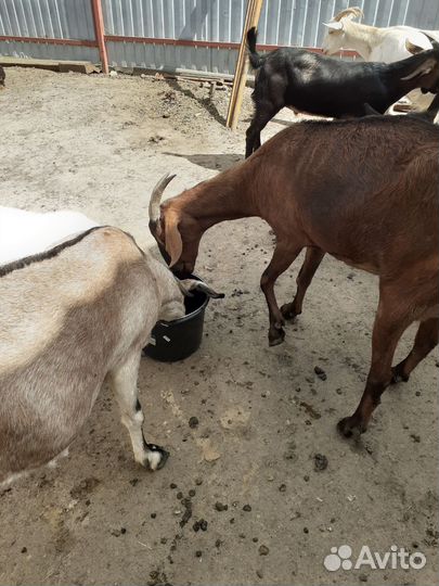 Козы на молоко