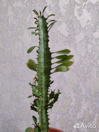 Молочай трехгранный