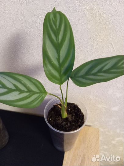 Калатея ктенанта