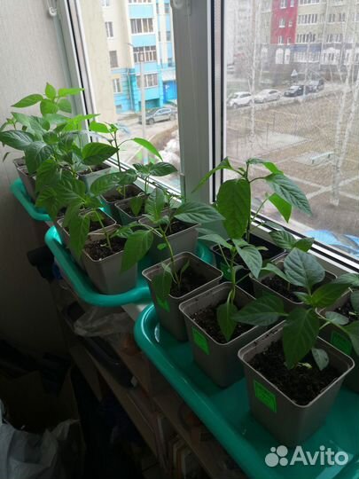 Рассада томатов и перцев