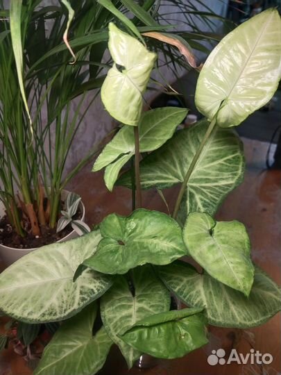 Сингониум Green Gold