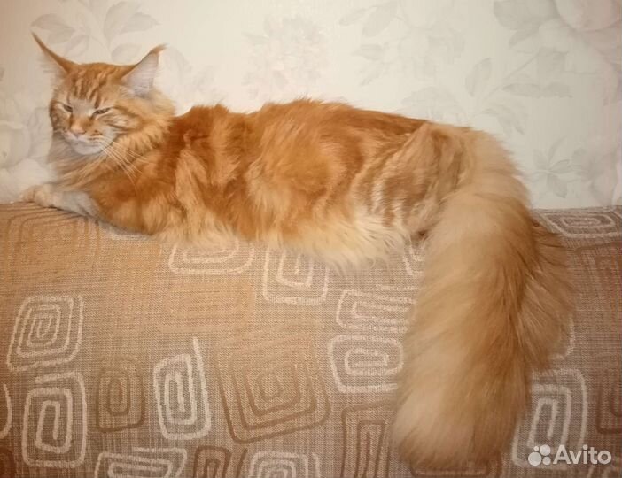 Вязка кот Мейн Кун