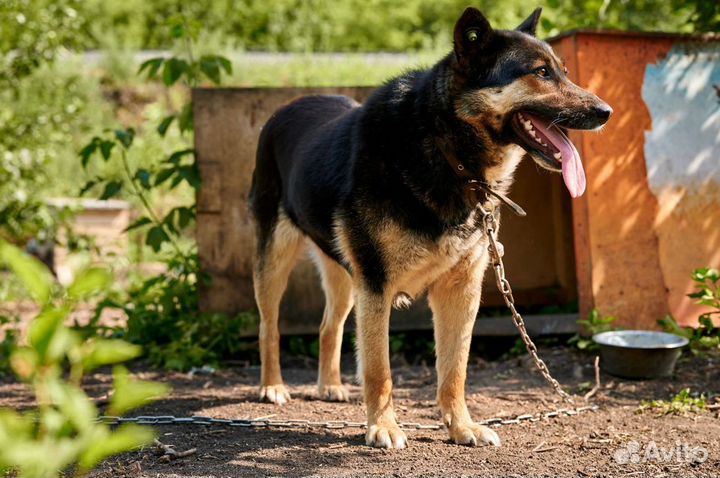 Собака в добрые руки