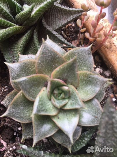 Суккуленты