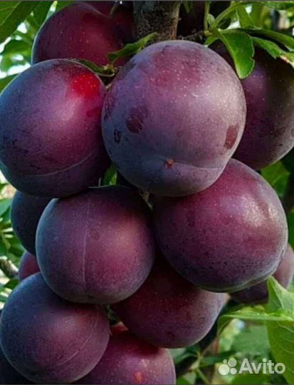 Саженцы шарафуги