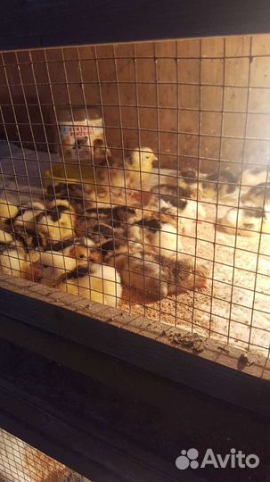 Инкубационные яйцо и цыплята