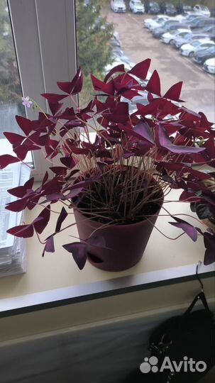 Кислица фиолетовая