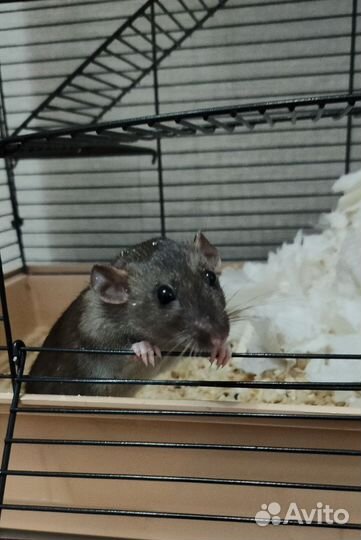 Продаю крыс