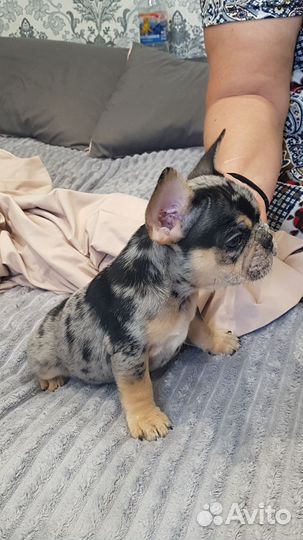 Щенки Французкого бульдога