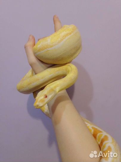 Аренда для фотосессий и вашего праздника