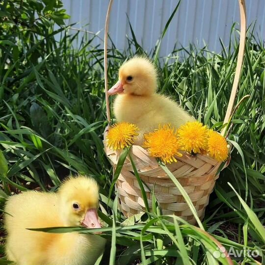 Гусята Линда