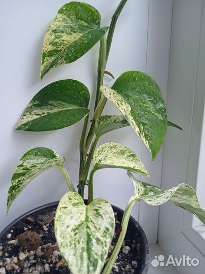 Сциндапсус марбл квин