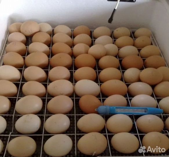 Икубатор несушка