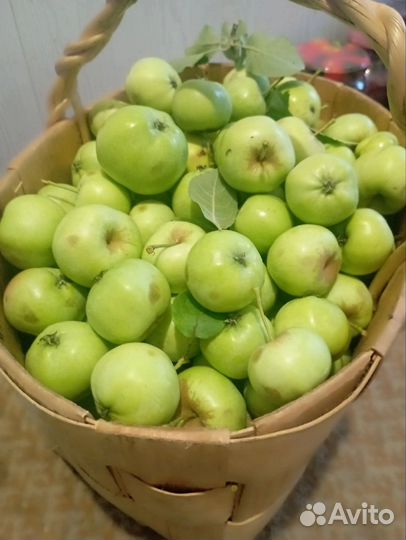 Яблоки домашние