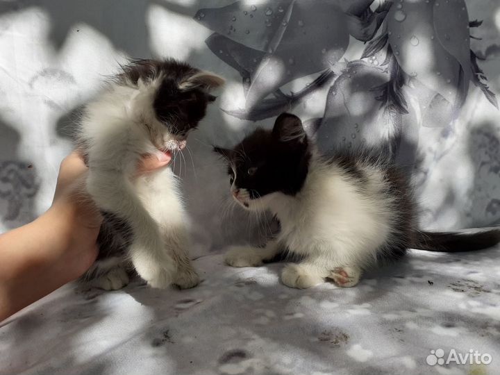 Отдаем питомцев в добрые руки