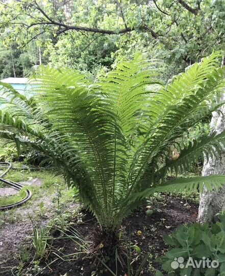 Папоротник, Астильба, хосты, многолетние цветы