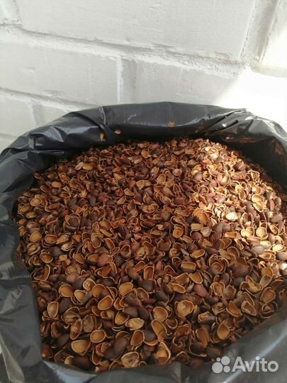 Скорлупа кедрового ореха