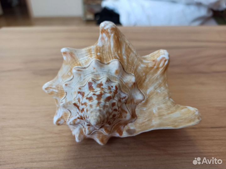 Морская раковина