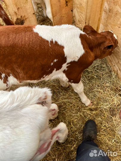 Телята Доставкой за наш счёт