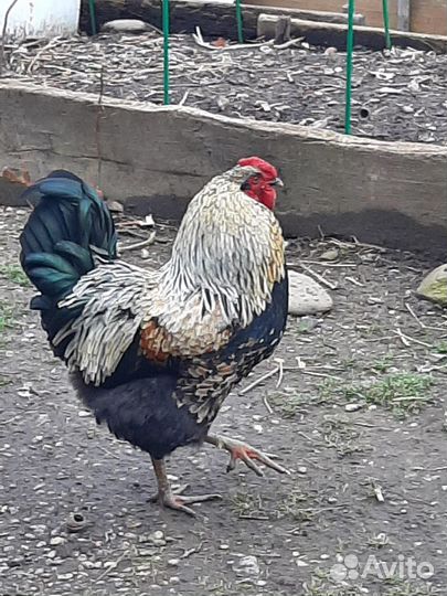 Петух молодой
