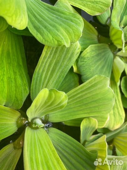 Аквариумные растения