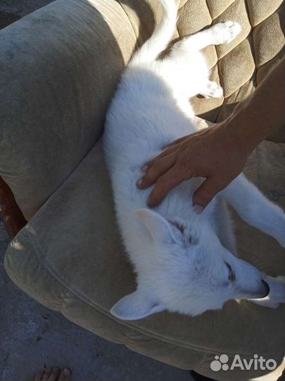 Щенки девочки