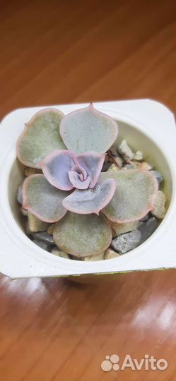 Эчеверия суккулент