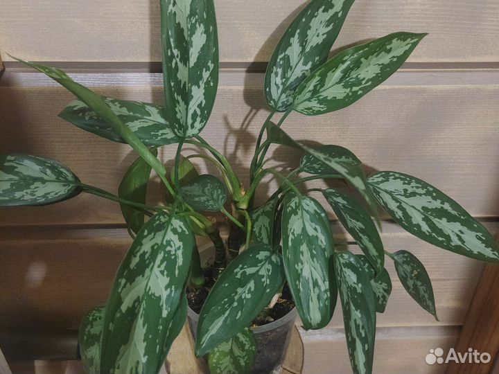 Аглаонема мария