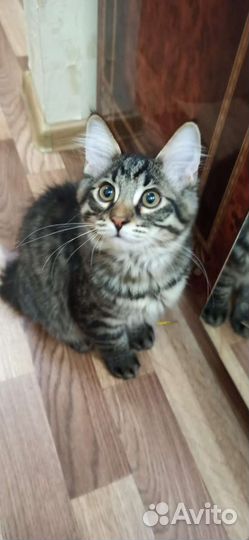 Котенок