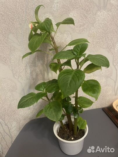 Бегони, традесканция, хлорофитум